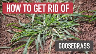 How to Get Rid of Goosegrass Weed Management [upl. by Razatlab]