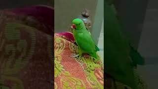 perrot funnyclips [upl. by Holly-Anne]