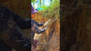 Clearing Blocked Pipes Unclogging Strategies for Drains clogged satisfying unclog shorts video [upl. by Okiek898]