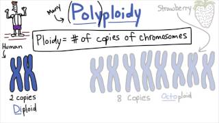 Polyploidy  Tales from the Genome [upl. by Eidnim562]