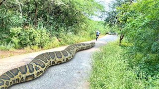 Anaconda Snake Attack In Real Life 4 [upl. by Fisken89]