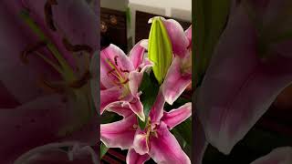 flower song music bollywood newsong fun life love sub cute flowers garden trending me [upl. by Omero]