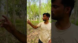 Eucalyptus tree यूकिलिप्टस पेड़ को नील गाय ने पहुँचाया नुक़सान 🫎🐂😭 eucalyptus kheti farming [upl. by Raines]