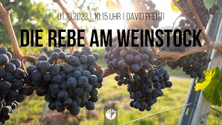 Die Rebe am Weinstock  01102023  David Pfeuti [upl. by Eirb]