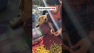 Tere bina na guzara e❤️  labra rubi  shorts youtubeshorts labrador dog viralsong trending [upl. by Nimref]