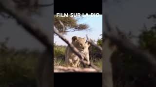 explore film france filmcomplet leroilion movie [upl. by Aleahcim262]