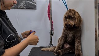 WHAT A FRIENDLY COCKAPOO ❤️❤️🐶 Dog Grooming [upl. by Dyche]