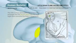 Science Bulletins Little Brain Gland Has BigTime Effect [upl. by Atiran471]