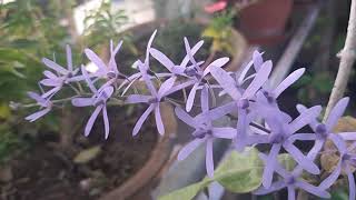 V56Care and propagation tips for sand paper vinePetrea volubilisBlue bird vine Queens wreath😊 [upl. by Oirogerg]