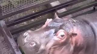 Adorable Hippos Eating Watermelon [upl. by Mcculloch]