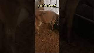 Ketosis in cattle before and after treatment [upl. by Karalynn]