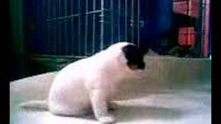 Jack Russel Puppy Barking  Hilarious [upl. by Webb]