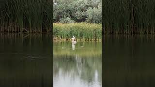 American White Pelican at Fountain Creek [upl. by Ile]