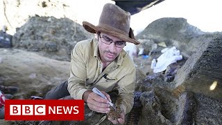 Dinosaur fossil from asteroid strike that caused extinction found scientists claim  BBC News [upl. by Anaderol595]