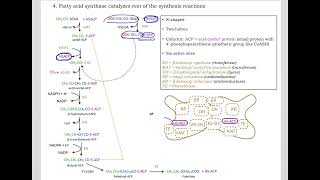 513 Understand not memorize metabolism Postprandial Fatty acid synthesis [upl. by Iamhaj162]