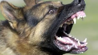 Two angry dogs Undisciplined German Shepherds [upl. by Atika]