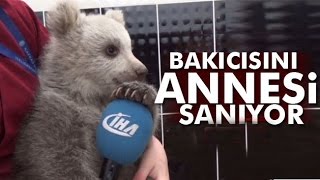 Yavru Ayı Bakıcısını Annesi Sanıyor [upl. by Gretel]