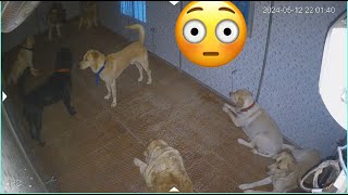 Last night dog fights in hostel CCTV se explain it all dogloverprakash [upl. by Aidua]