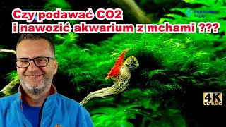 QampA 37 Czy podawać CO2 i nawozić mchy w akwarium [upl. by Austine]