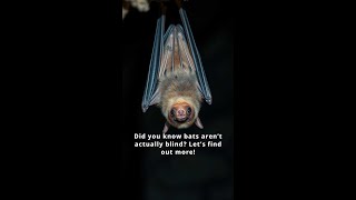 Bats Are Not Blind The Truth Revealed [upl. by Vtehsta854]