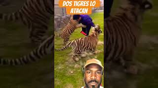 Dos tigres lo atacan tiger lionsafari lion animals animallover pets animal funny cute [upl. by Anaihr101]