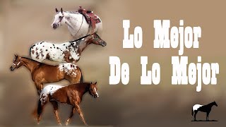 Los Mejores Sementales Appaloosa quotSalón De La Famaquot ApHC 🐴Del Cerro Soy [upl. by Zorine]