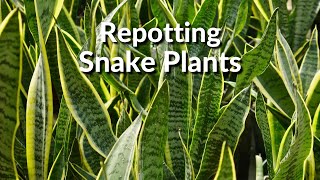 Repotting Snake Plants The Mix To Use amp How To Do It  Joy Us Garden [upl. by Read]