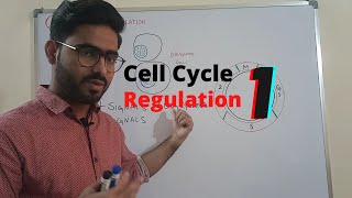 cell cycle control  Regulation of Cell cycle 1 urduhindi [upl. by Anolahs]