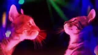 GATOS DE FIESTA BAILANDO EN DISCOTECA COMPLETO MIAU 2017 [upl. by Sneve]