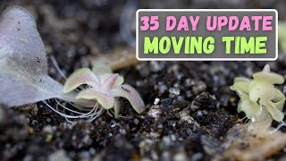 INSANE GROWTH  Ping Leaf Propagations Moved Into Substrate  35 Day Update [upl. by Divaj407]