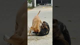 Puppy Fighting puppy puppylife animallover love youtubeshorts reels prayagraj [upl. by Ayrb]