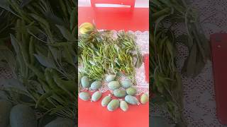 Harvest ng Siling Labuyo shortsvideo food natureplants viralvideo plants shortsviral shorts [upl. by Wenn]