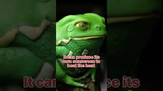 Waxy monkey tree frog profmasoodfuzailviral fypシ youtubeshorts waxymonkeytreefrog treefrog [upl. by Vacuva]