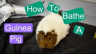 How to Bathe a Guinea Pig [upl. by Ayvid]