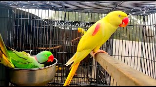 Lutino alexandrine parrot mutation  yellow raa raw parrot [upl. by Ycniuqed]