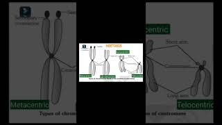 Metacentric  SubMetacentric  Acrocentric  Telocentric  Centromere [upl. by Alia]