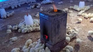 4rth day poultry management amp brooding system [upl. by Aimal792]