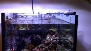 Vortech MP10 wave making on my 80L tank [upl. by Aicinad]