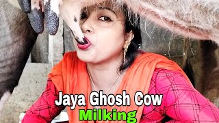 Jaya Ghosh Cow Milking  Drinking Cow Milk From Udder  How To Milk A Cow [upl. by Draneb]