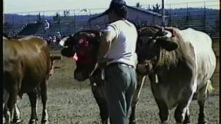 Bridgewater Exhibition Ox Show and Pull 1991  Part 1 [upl. by Nahtnoj396]