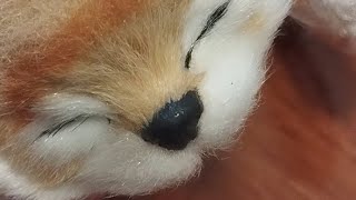 Watch how the laughing cat pet rolling and laughing 🤣😂 [upl. by Eeznyl]