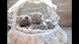 Adorable 5 weeks old British shorthair kittens playing [upl. by Caines]