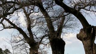 The Three Sisters  Ashton Court Bristol [upl. by Annaierb]