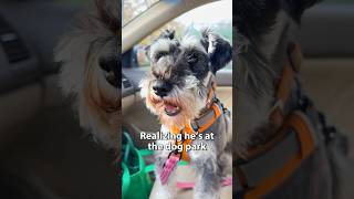 Cute Schnauzer realizes he’s at the dog park [upl. by Nosneb]