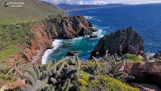 Puerto Arbolitos Cove Ensenada Un Paraiso Escondido y la presencia de hermosas focas [upl. by Bricker483]