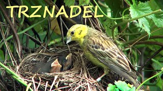 Trznadel Emberiza citrinella  zimą i w sezonie lęgowym [upl. by Careaga]