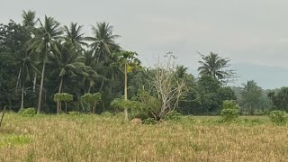 Palayan sa Gitna ng kalawakan [upl. by Encratia]