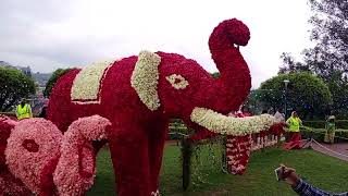 Flower Show 2024  Ooty Rose Garden  Rose Models of Animals and Birds [upl. by Shabbir]