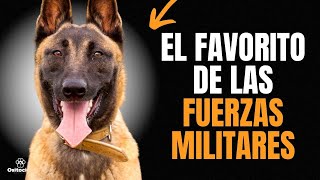 PASTOR BELGA MALINOIS 9 COSAS QUE DEBES SABER [upl. by Hamal]