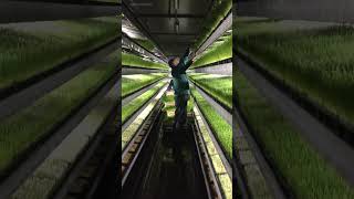 Hydroponic farming of grass shorts trendingshorts [upl. by Ebneter]